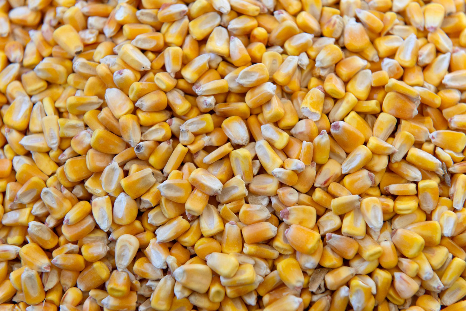 Maize (Corn) Exporter from India – Bripure Overseas