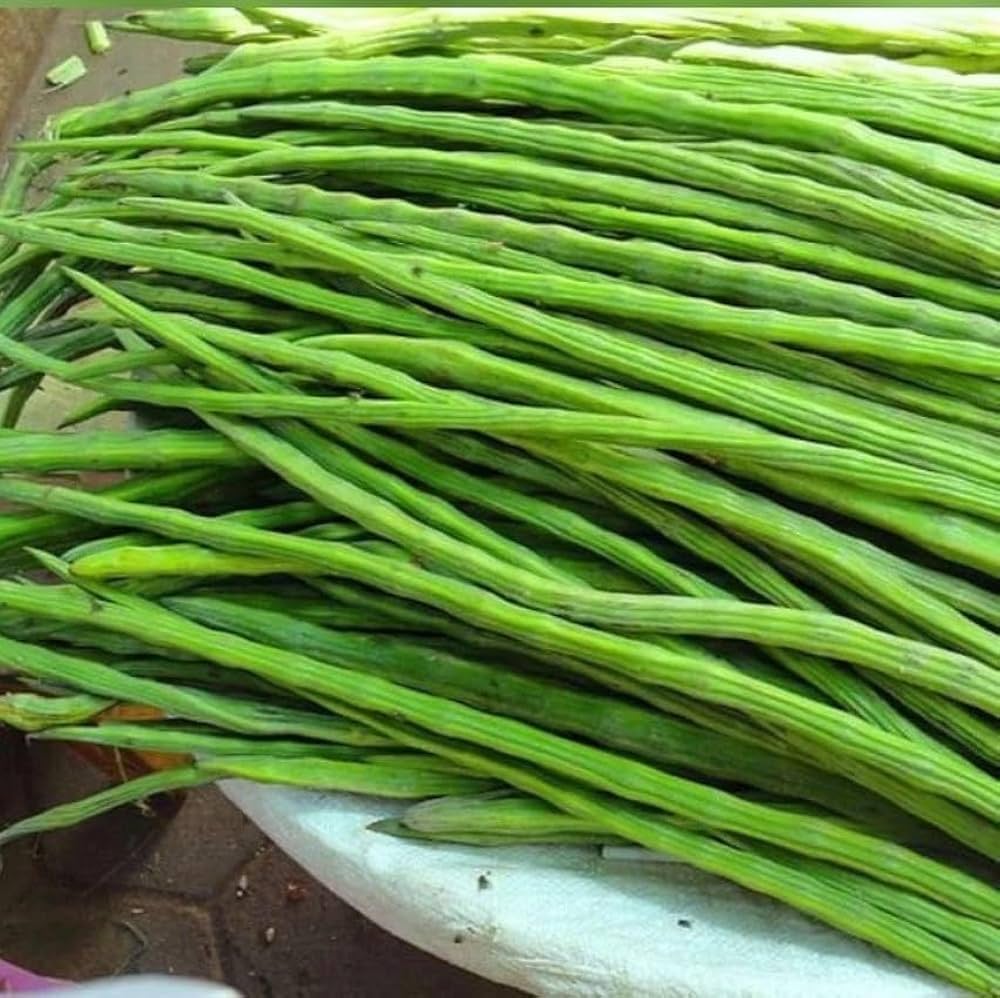 Premium Drumstick (Moringa) Exporter & Grower in India – ODC Variety Cultivation on 40 Acres
