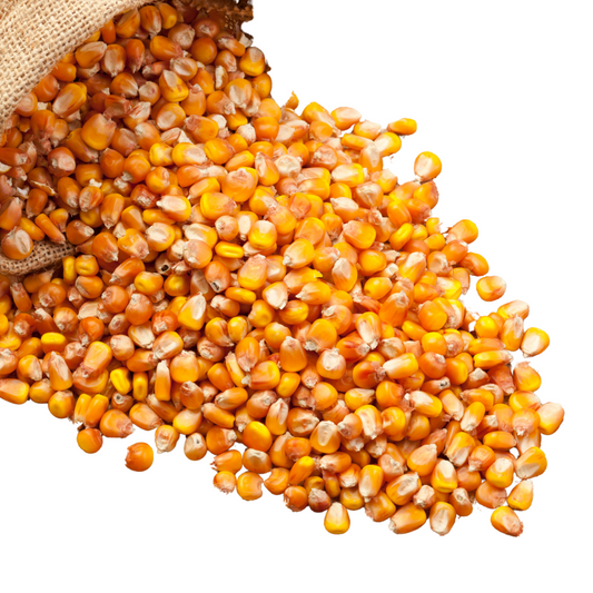 Dried Maize Yellow